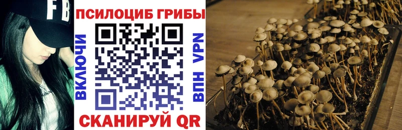 Псилоцибиновые грибы Cubensis  Купить где  Зея 